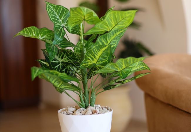 Villa in Peyia - estéa • Island Villa | Sea View -  Pool - Jacuzzi Villa in Peyia - estéa • Island Villa | Sea View -  Pool - Jacuzzi