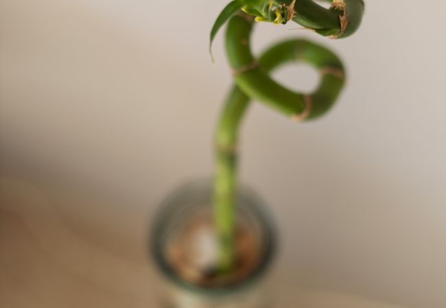 Terraced House in Chloraka - estéa • SeaShell Cottage - Cozy Holiday Apartment Terraced House in Chloraka - estéa • SeaShell Cottage - Cozy Holiday Apartment